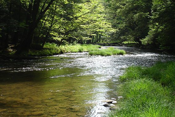 Allegheny National Forest