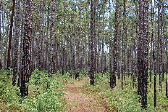 Francis Marion and Sumter National Forests