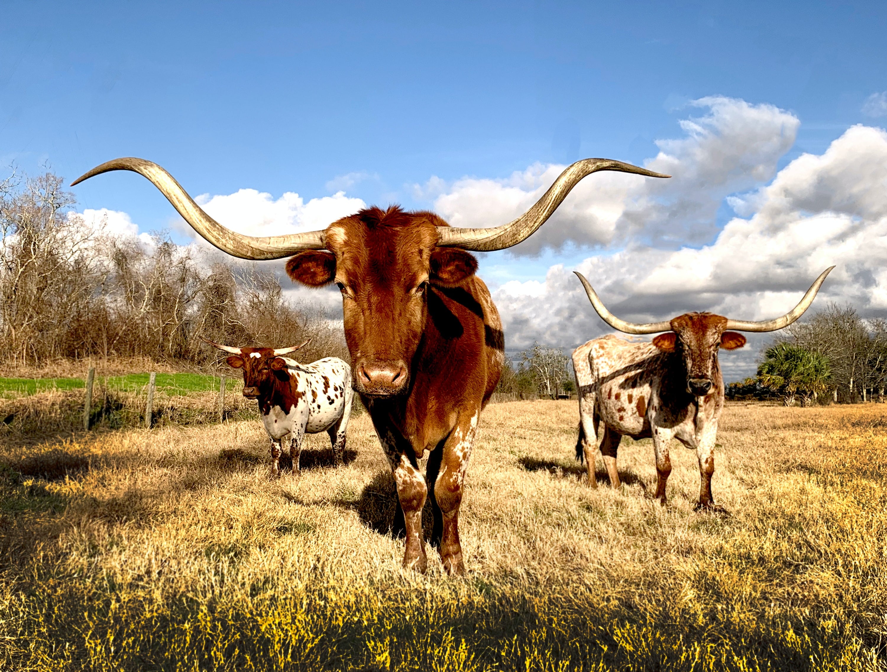 texas