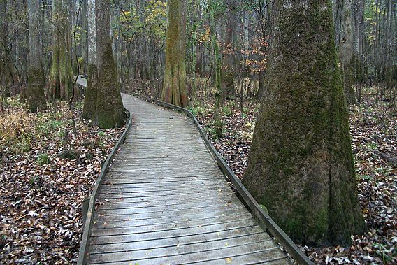 Congaree National Park